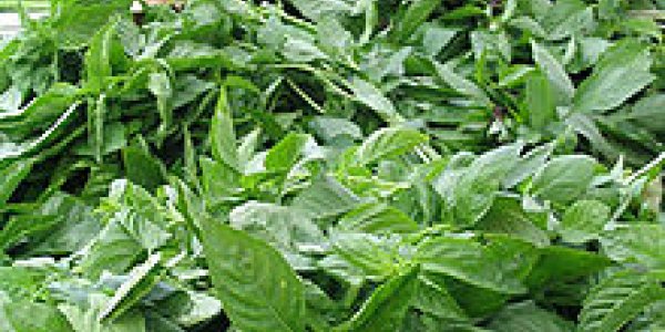 Chemo + Herbo (CHerbotherapy) as Cancer treatment