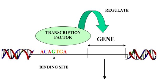 Three Waves Of Innovation In Vertebrate Evolution