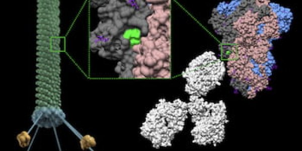 Bacteriophage Particles Could Make Future COVID Vaccines Inhalable