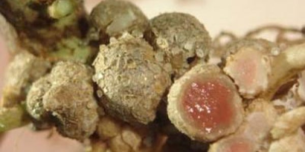 'Natural' nitrogen-fixing bacteria protect soybeans from aphids