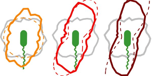 Bacteria Go With The Flow - To Stick Around