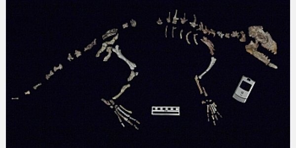 Indohyus: The 'Missing Link' Between Whales And Four-Legged Ancestors