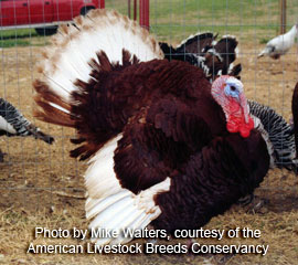 Bourbon Red Heritage Turkey