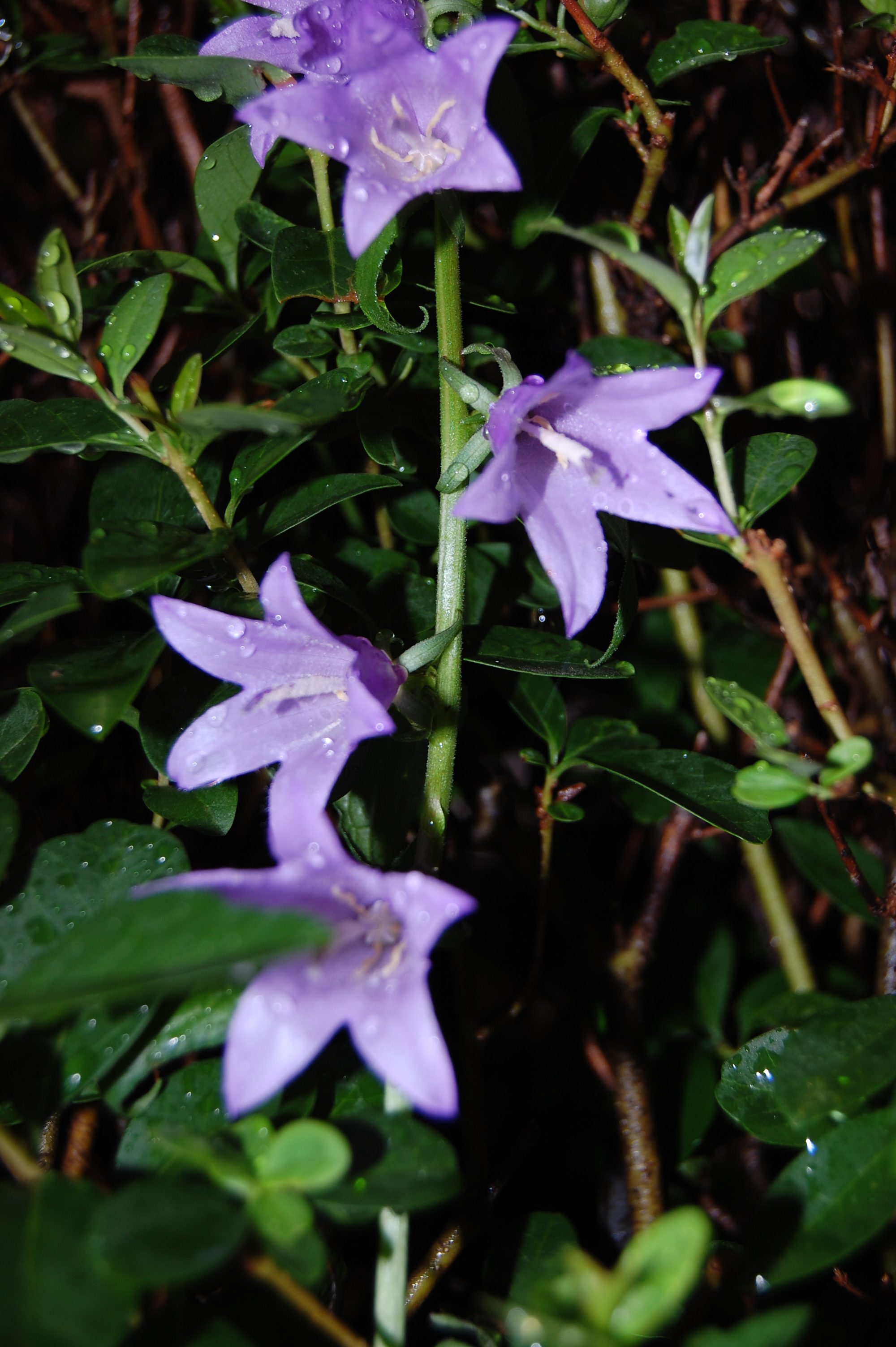 Creeping Bellflower (Camanula) in Nebraska in June, by JeffCoffman on Flickr.com