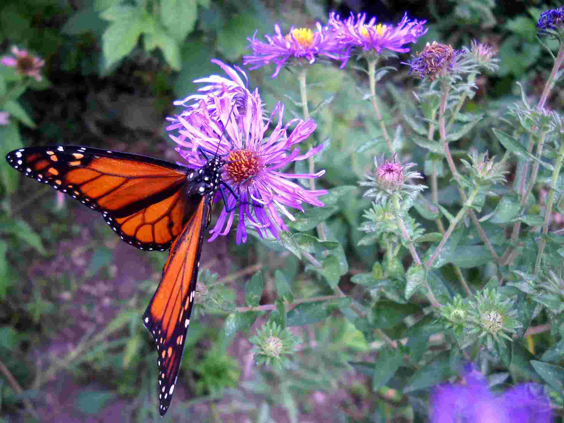 A Monarch during a brief 