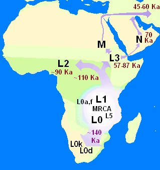 Image showing the migrations of the haplogroups of mitochondrial DNA. 