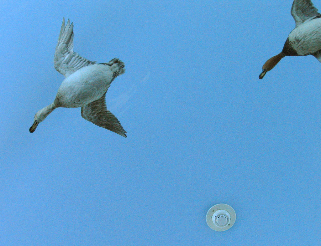 Blue painted ceiling, suspended birds, and smoke detector in the Milwaukee Public Museum, by Beige Alert (Beigephotos) on Flickr.com