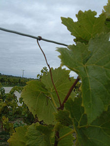 Intelligent Plant Growth Wikipedia