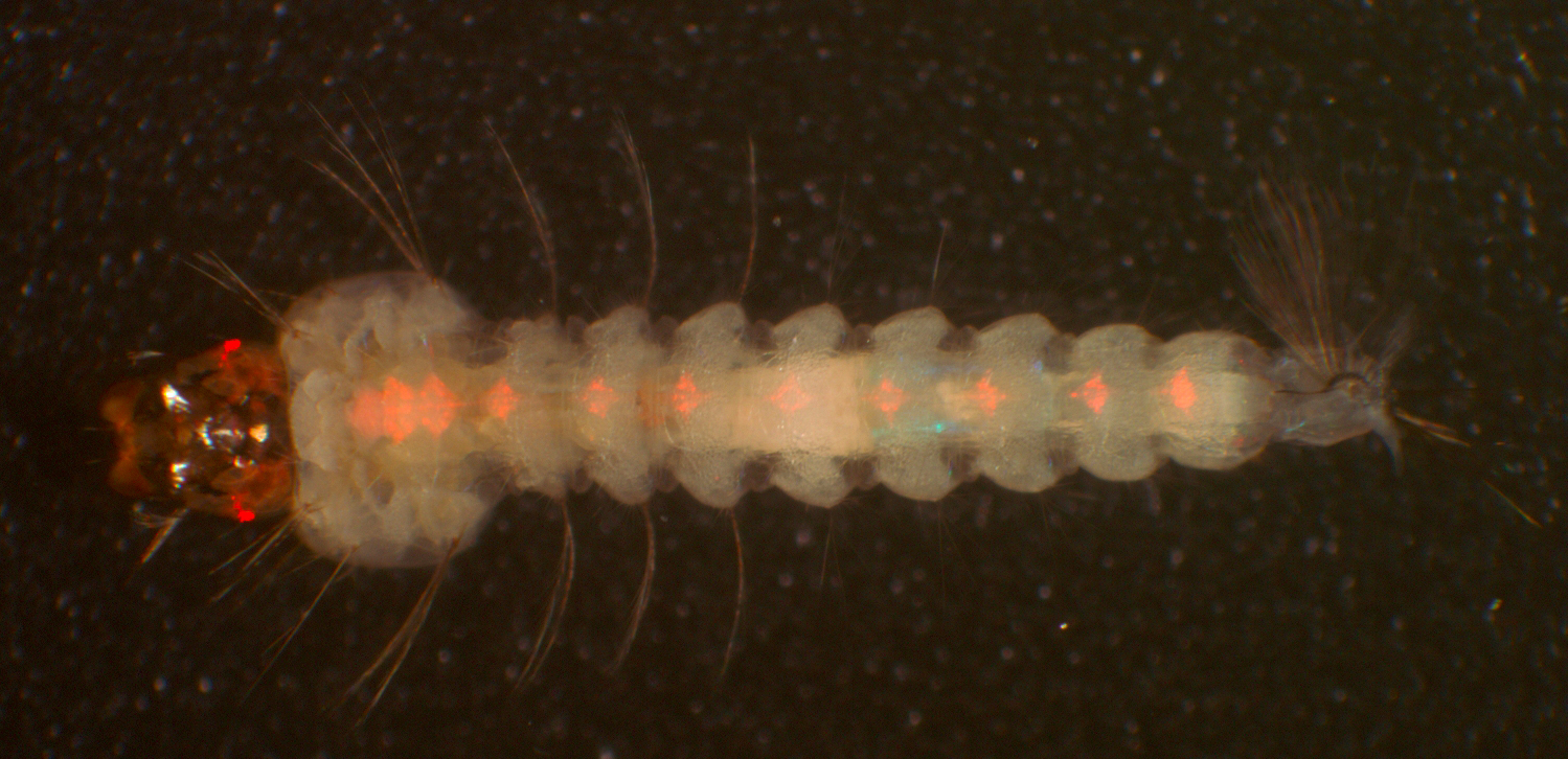 Mosquito larva under UV light, revealing a red fluorescent marker in its nervous system, causing eyes and nerves to glow, showing researchers this individual carries the genetic construct that makes it immune to the malaria parasite, by M. Riehle, University of Arizona 