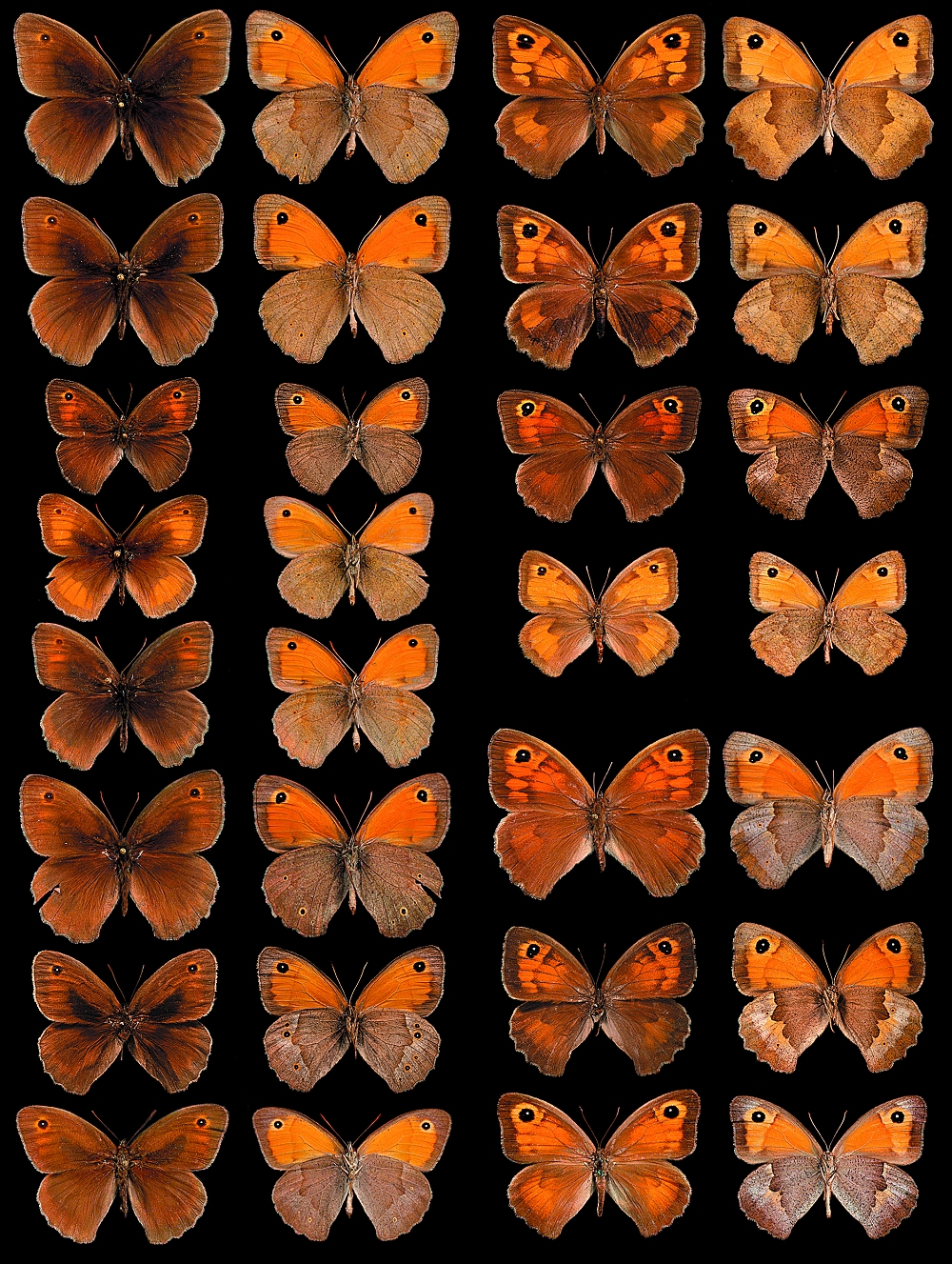 Maniola_species By Andrea Grill , Rob de Vos , Jan van Arkel
