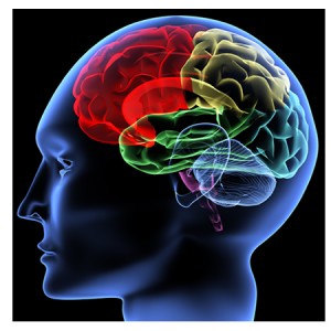 Human Brain