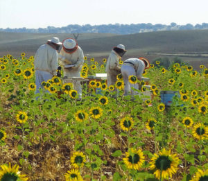 https://geneticliteracyproject.org/wp-content/uploads/2017/09/BEENOW2016_under_the_spanish_sun_bigipf3xjfaw0h0both-350x305.jpg