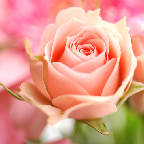pink rose