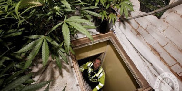 Marijuana Cannabinoids Don't Help With Depression, Anxiety, ADHS, Tourettes, Psychosis, Or PTSD