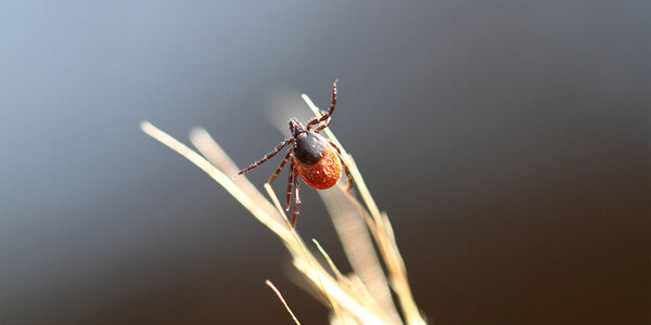 Article teaser image