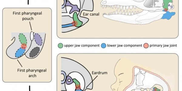 Look Mom, No Eardrums - Evolution Beyond The Fossil Record