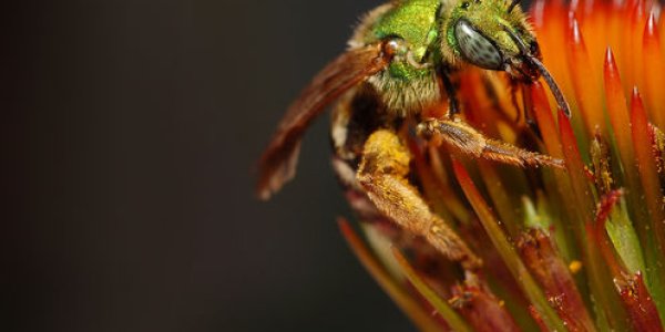 Latest Data Show Bees Are Still Thriving At An Alarming Rate