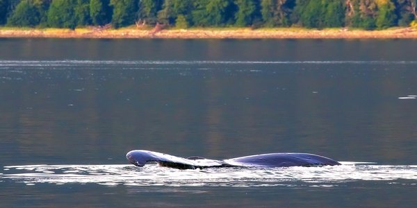 ‘Ropeless’ Crab Gear Would Put Whales At Greater Risk