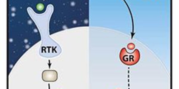 Article teaser image