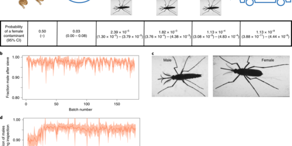 Google Lab-Bred Mosquitoes May Stop Diseases Without Pesticides