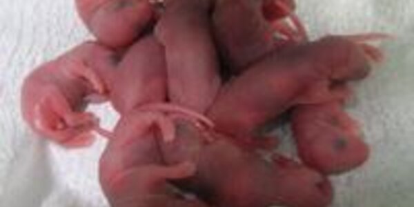 Article teaser image