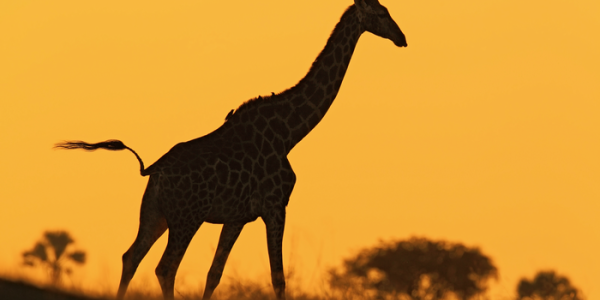 Giraffes In East Africa Are Geographically Isolated - That Doesn't Mean They Are Endangered