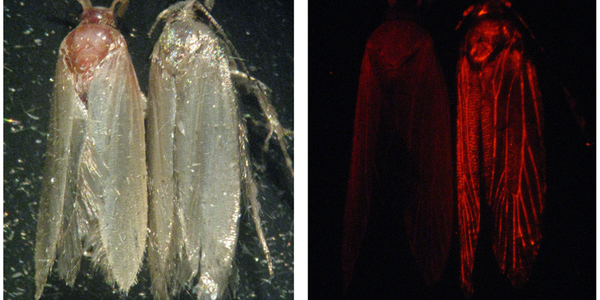 Genetic Technology Provides An Improved Approach To Controlling Cotton Pest Moth