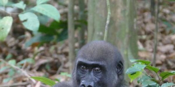 Article teaser image