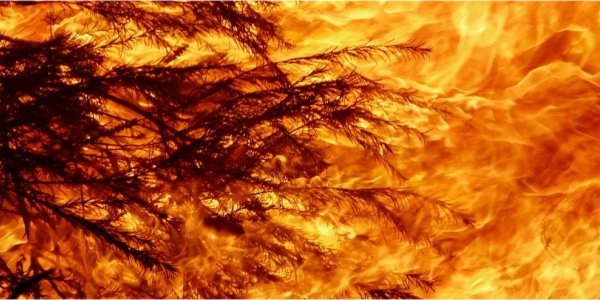 Australian Wildfires Caused By Not Enough Trees, Say Environmentalists