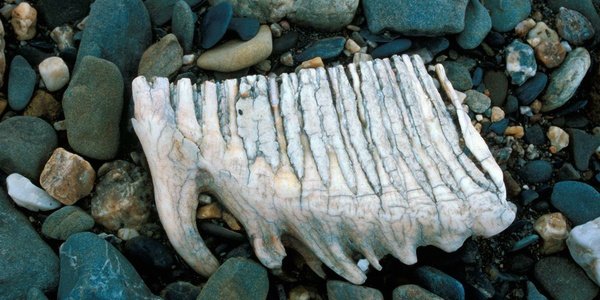 Wrangel Island And The Last Of The Woolly Mammoths In 2,000 BC