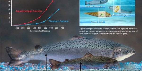 Mariculture: How The Ocean Can Be Sustainably Cultivated To Provide Food For Developing Countries