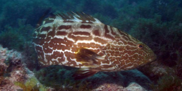 Discovery: Abrolhos Bank Reef Is Twice Previously Believed Size