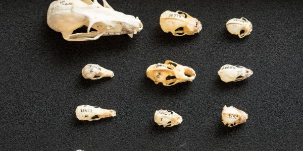 Why Strange Bat Skulls Evolved As They Did