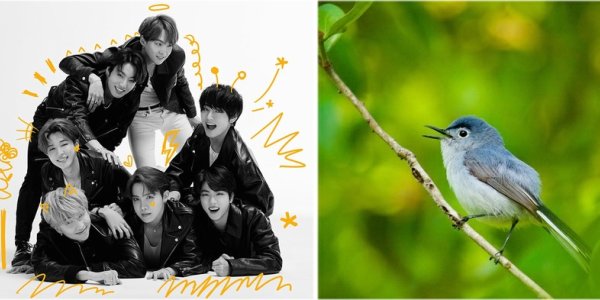 How Bird Flocks With Multiple Species Behave Like BTS And Other K-Pop Groups