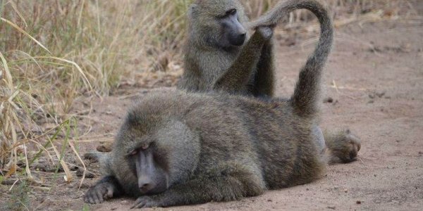 Hybridization, Associated Gene Exchange In Baboons: How New Species Emerge
