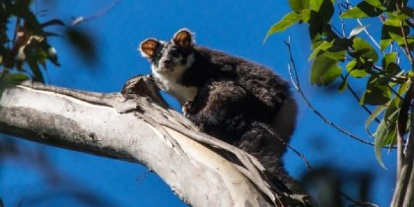 To Remove An Invasive Species Or Not: Determining When Drastic Ecological Interventions Will Go Bad