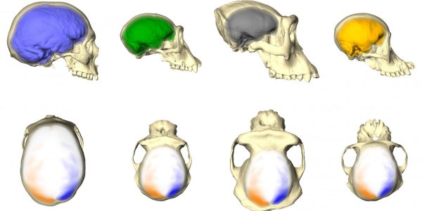Folk Wisdom Is Not Right About Left Brains