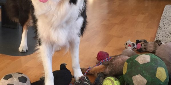 How Fast Can Dogs Learn New Words? The Answer