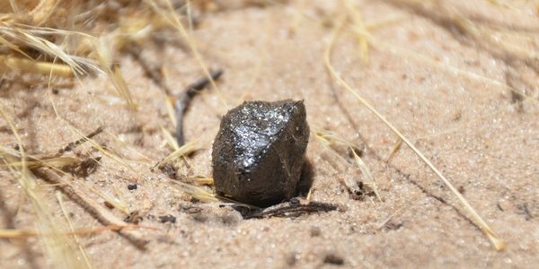 Motopi Pan Meteorite That Hit Botswana Came From The Giant Asteroid  Vesta