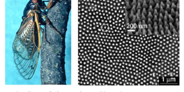 Nanofabrication Eats Bugs Like You For Breakfast