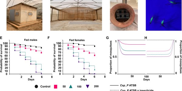 For Christmas, 600,000 Kids Should Get A Biopesticide Against Mosquitoes That Kill