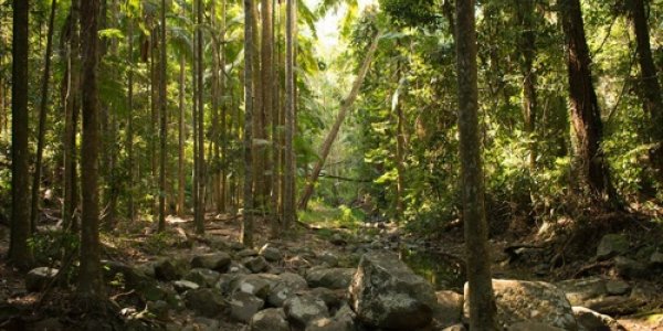 Plantng Forests Sucks Rivers Dry - And They Never Recover