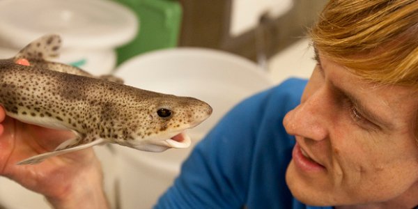 Ocean Acidification May Encourage Sharks To Swim Longer Durations