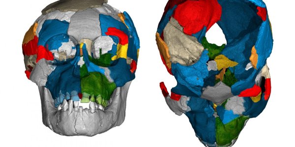 What Brain Images Of The Three-Million-Year Old Lucy Species Just Revealed