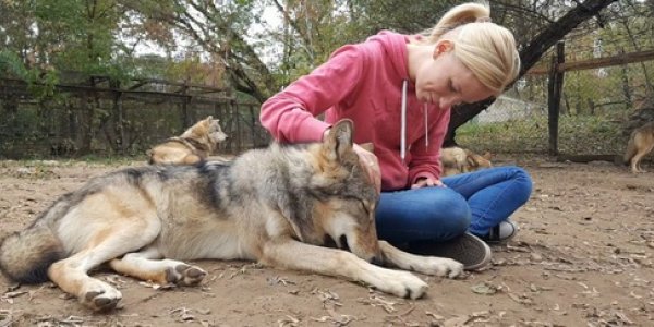 Domesticated Wolves Suffer Separation Anxiety From Humans Similar To Dogs