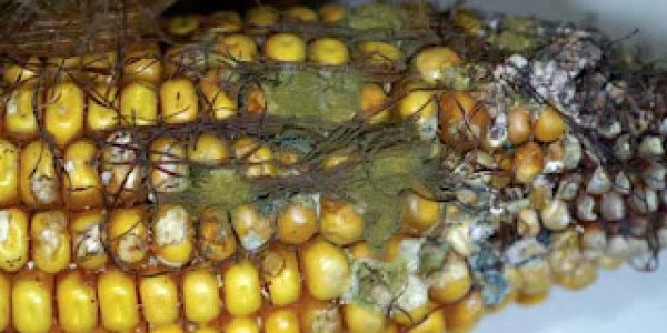 Five Ways That Farmers Control Pests Other Than With Pesticides