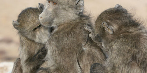 Article teaser image