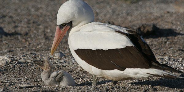 The tragedy of Galapagos seabird divorce