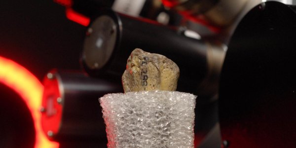 Australopithecus Afarensis: ‘Lucy’ Was A Tree Climber?