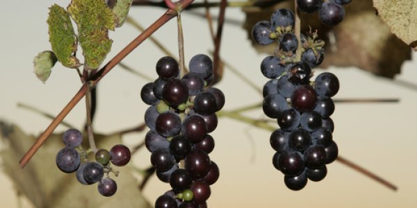 Business Clusters And The Transportation Squeeze